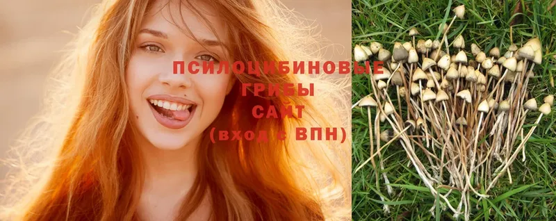 Псилоцибиновые грибы Psilocybe  Новосиль 